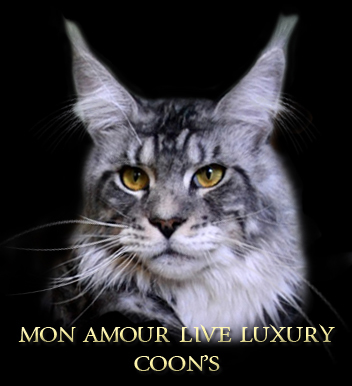 mon-amour-live
