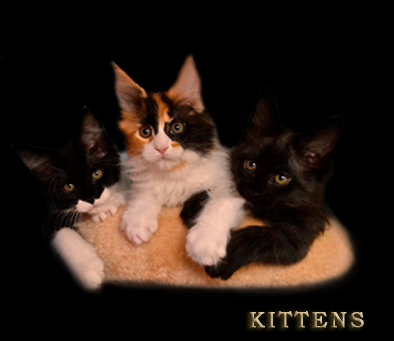 kittens